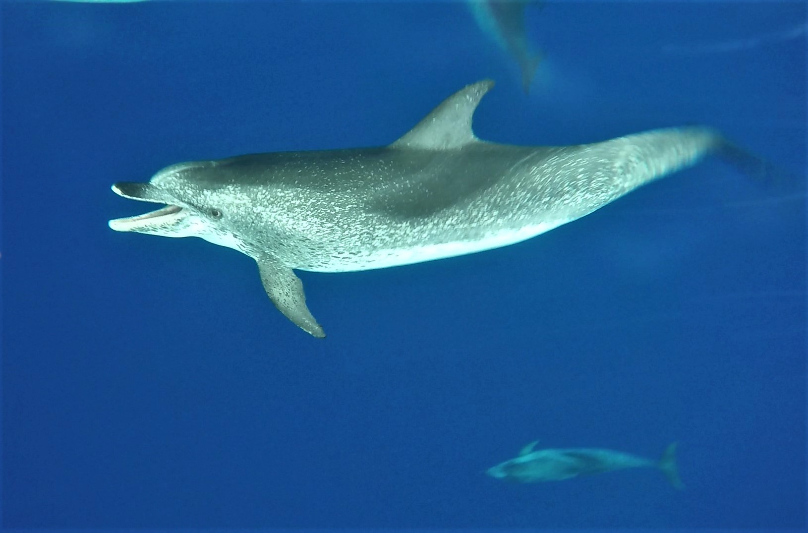 Delfinen - Havets Happy Face