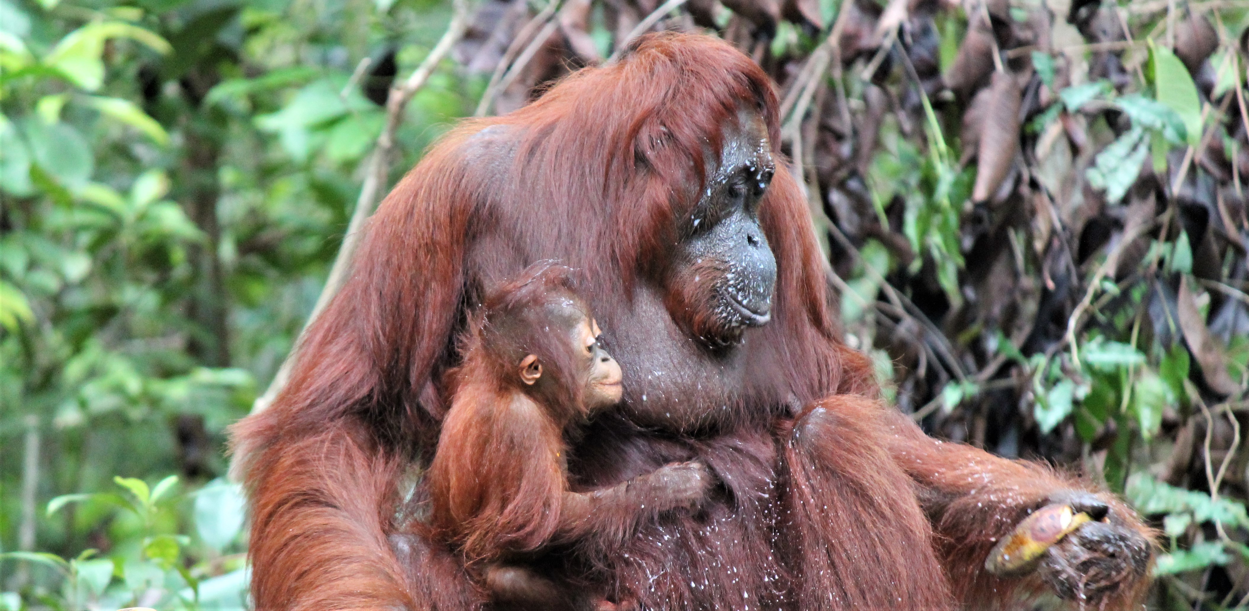 Palmeolie eller Orangutanger?